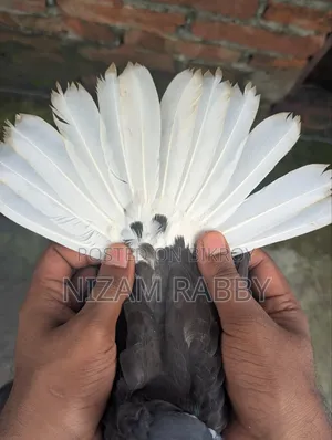 মুসালদম মাকরা বাচচা