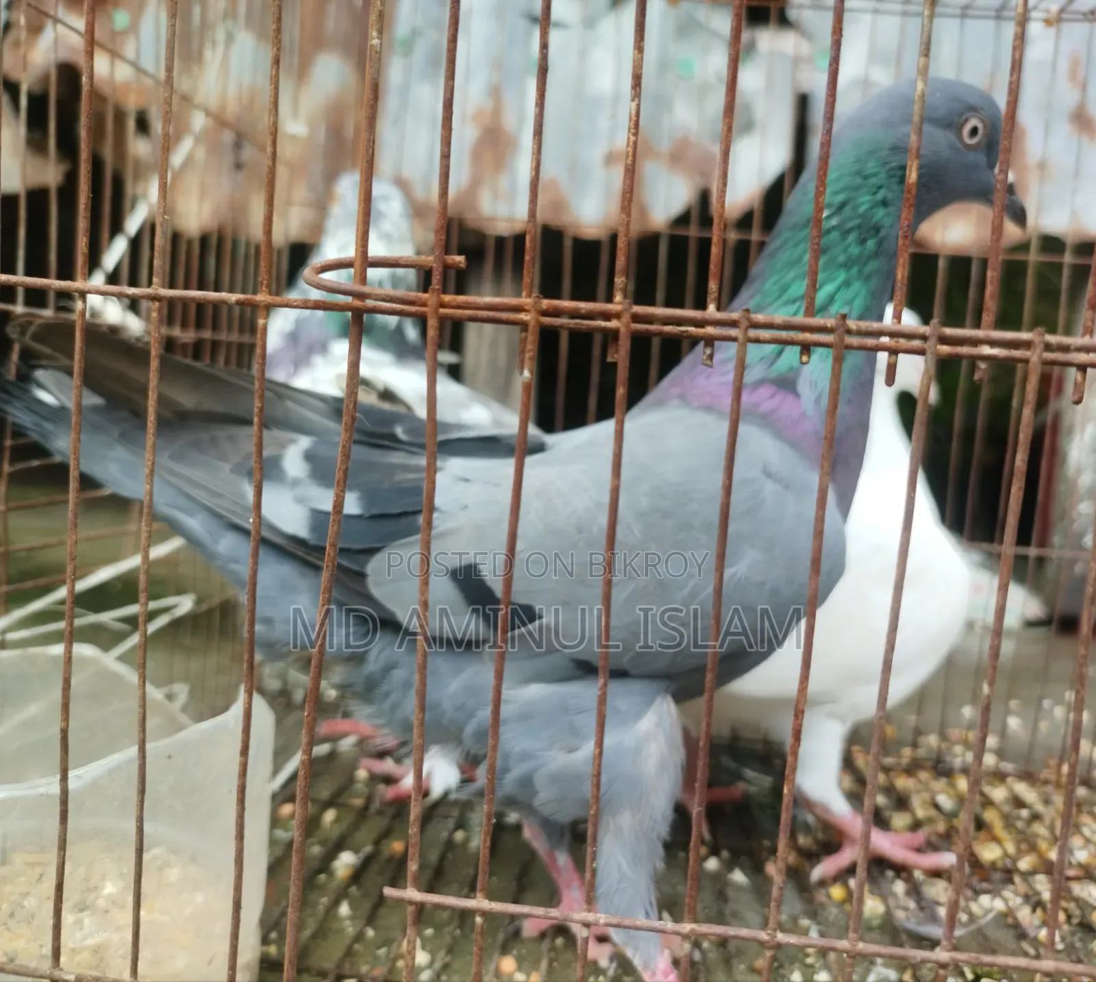একটি সুন্দর কবুতর