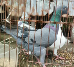 একটি সুন্দর কবুতর