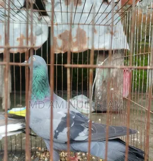 একটি সুন্দর কবুতর