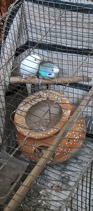 বাজিগর পাখি