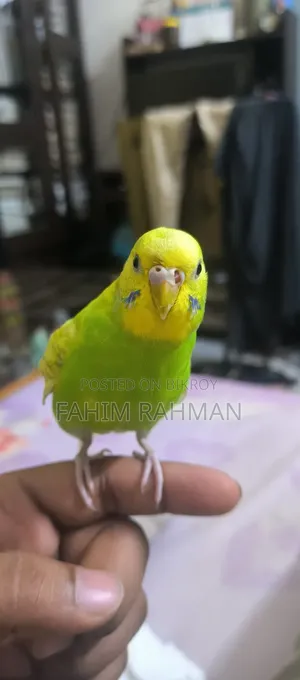 বাজিগর পাখি