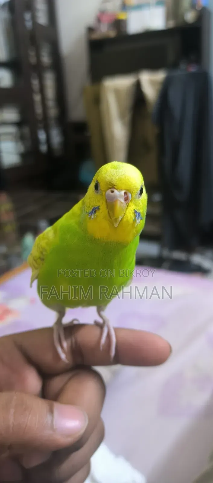 বাজিগর পাখি