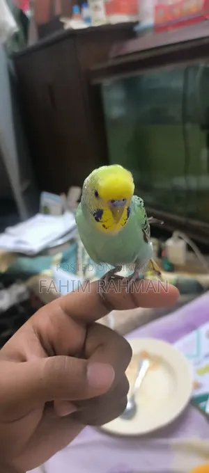 বাজিগর পাখি