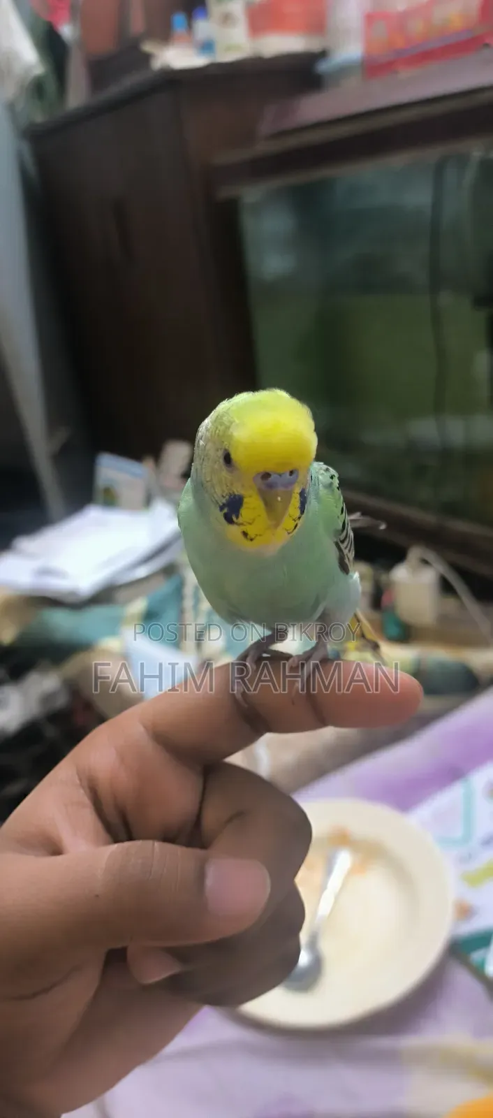 বাজিগর পাখি