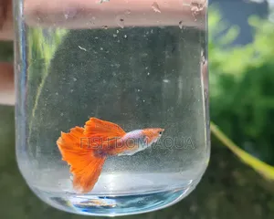 Red Head Santaclaus Guppy