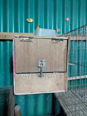 Breeding Box, Love Bird Cokatel