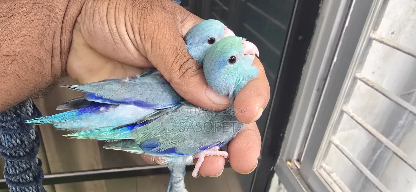 টিকিউ এবং ডি টিকিউ মেল ২ পিস
