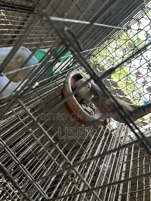 Dove Bird Australian Pair
