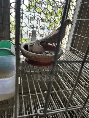 Dove Bird Australian Pair