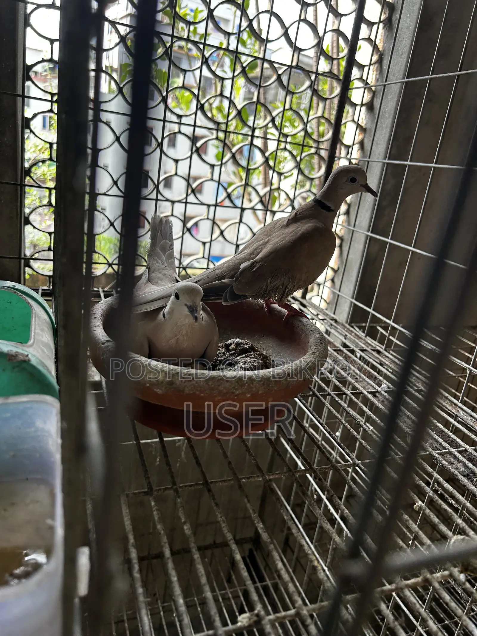 Dove Bird Australian Pair
