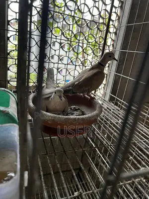 Dove Bird Australian Pair