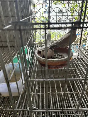 Dove Bird Australian Pair