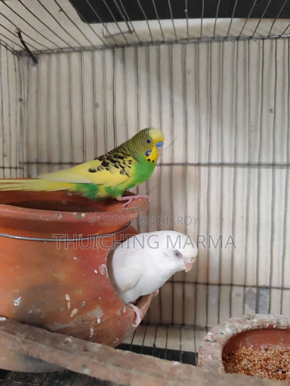 Budgerigar Birds