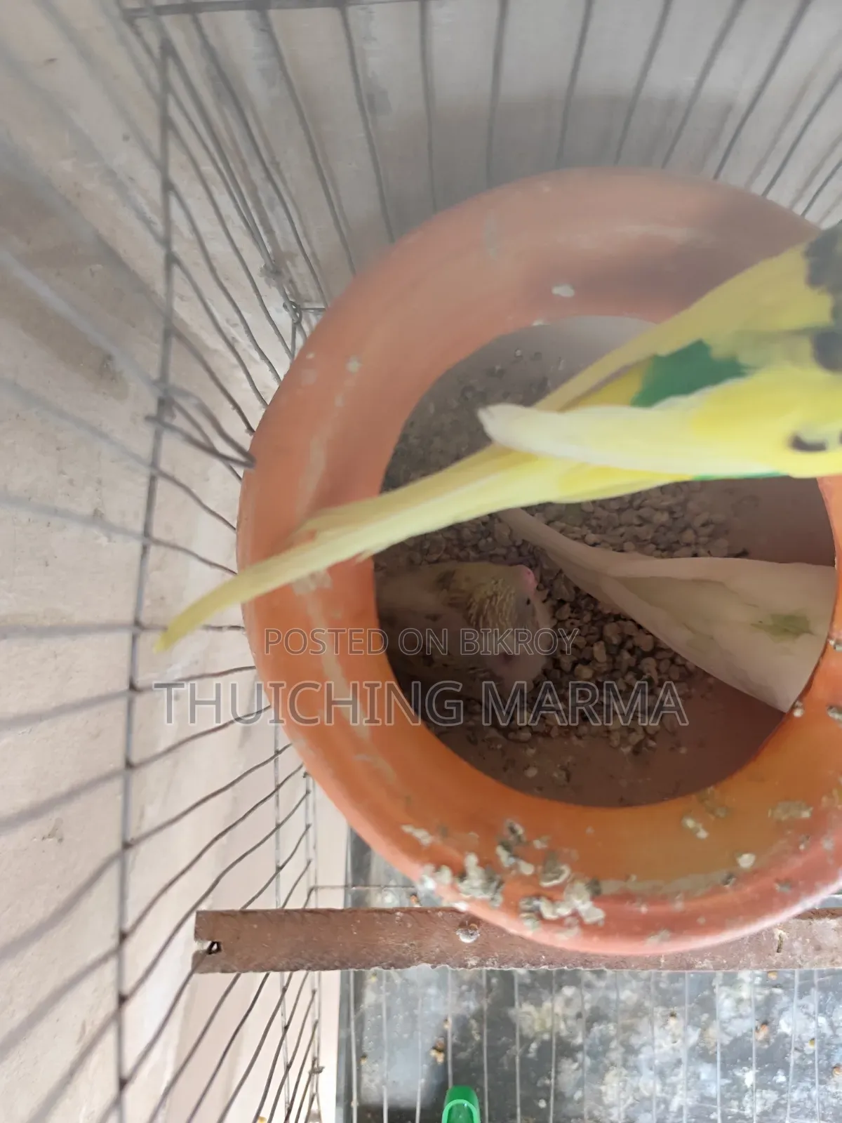 Budgerigar Birds