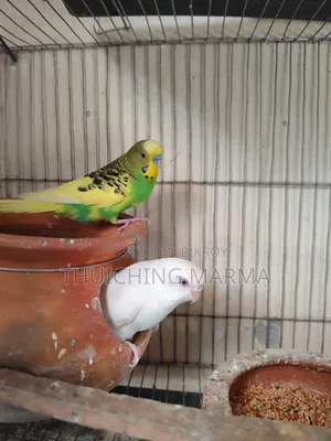 Budgerigar Birds