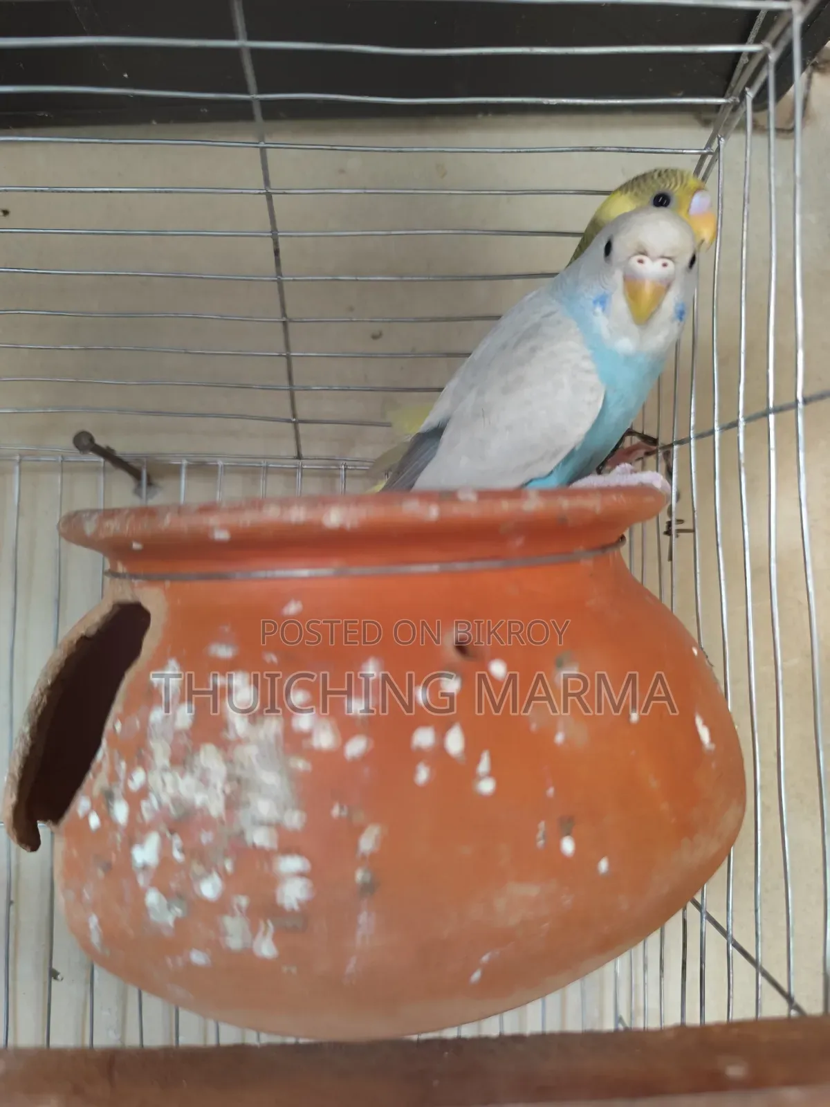Budgerigar Birds