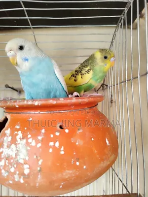 Budgerigar Birds