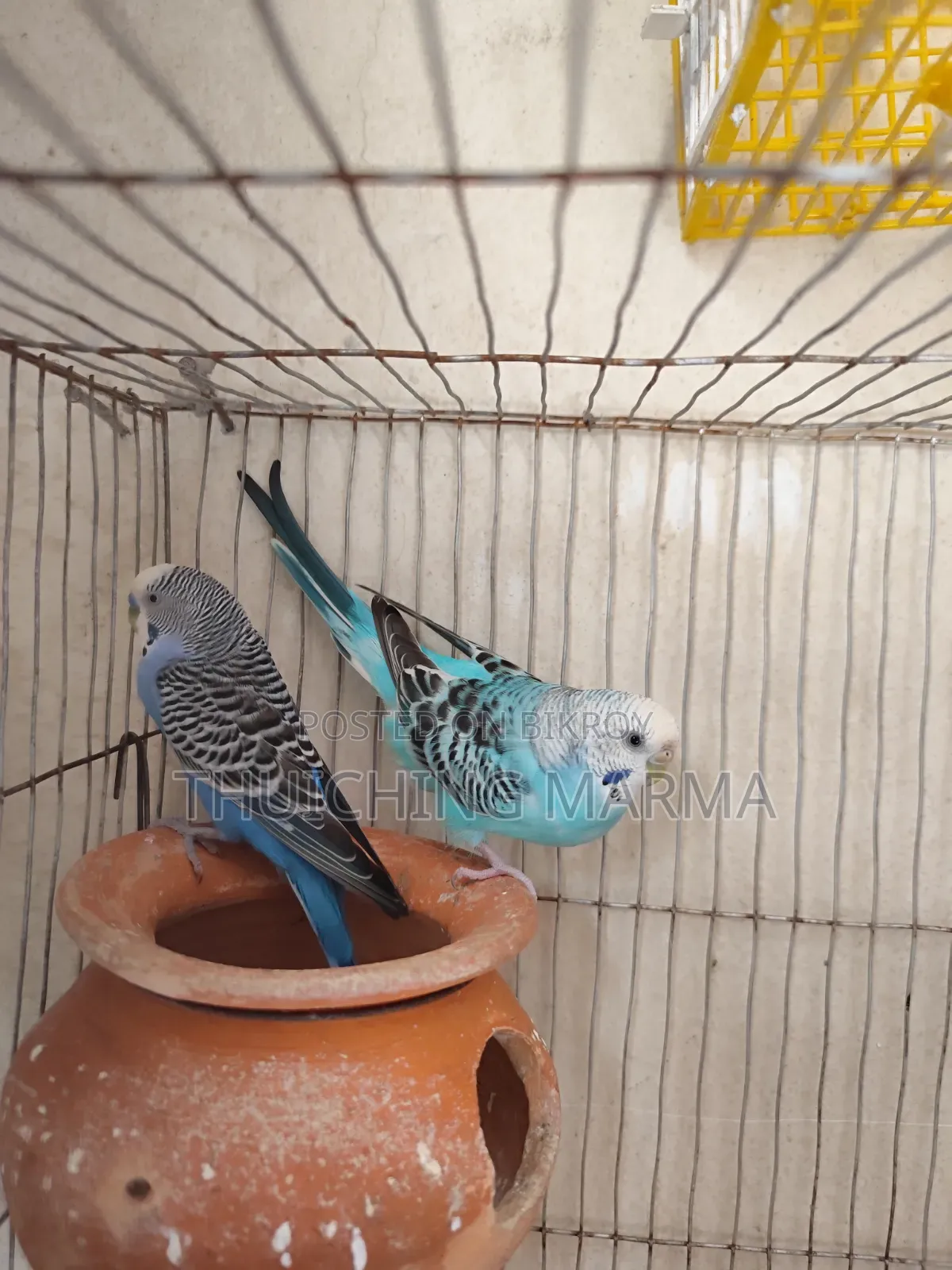 Budgerigar Birds