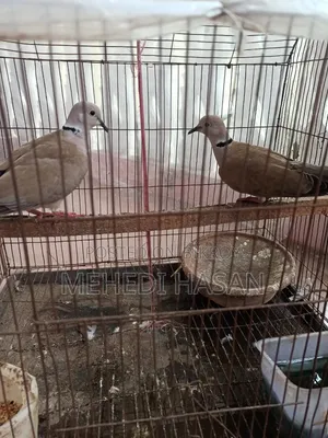 খাঁচাসহ একজোড়া ঘুঘু পাখি বিক্রি করা হবে