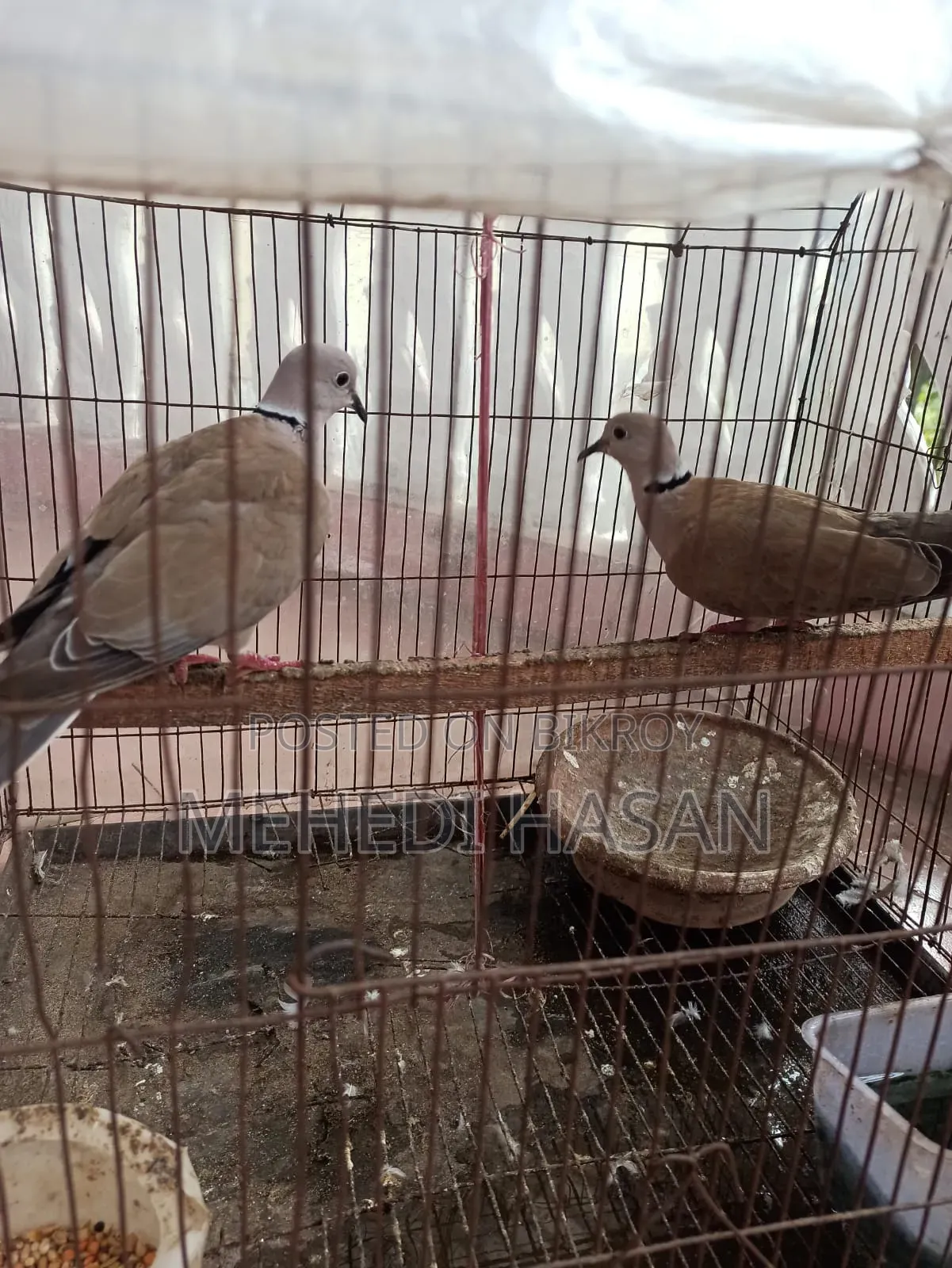 খাঁচাসহ একজোড়া ঘুঘু পাখি বিক্রি করা হবে