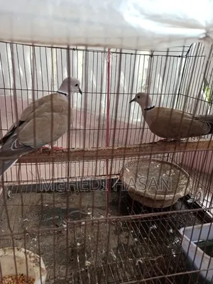 খাঁচাসহ একজোড়া ঘুঘু পাখি বিক্রি করা হবে