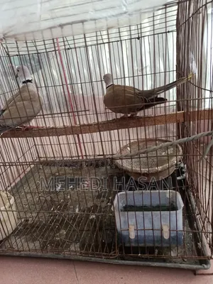খাঁচাসহ একজোড়া ঘুঘু পাখি বিক্রি করা হবে