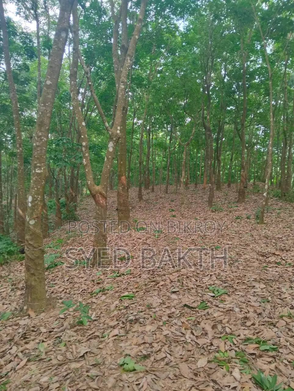 600 pieces of rubber trees for sale