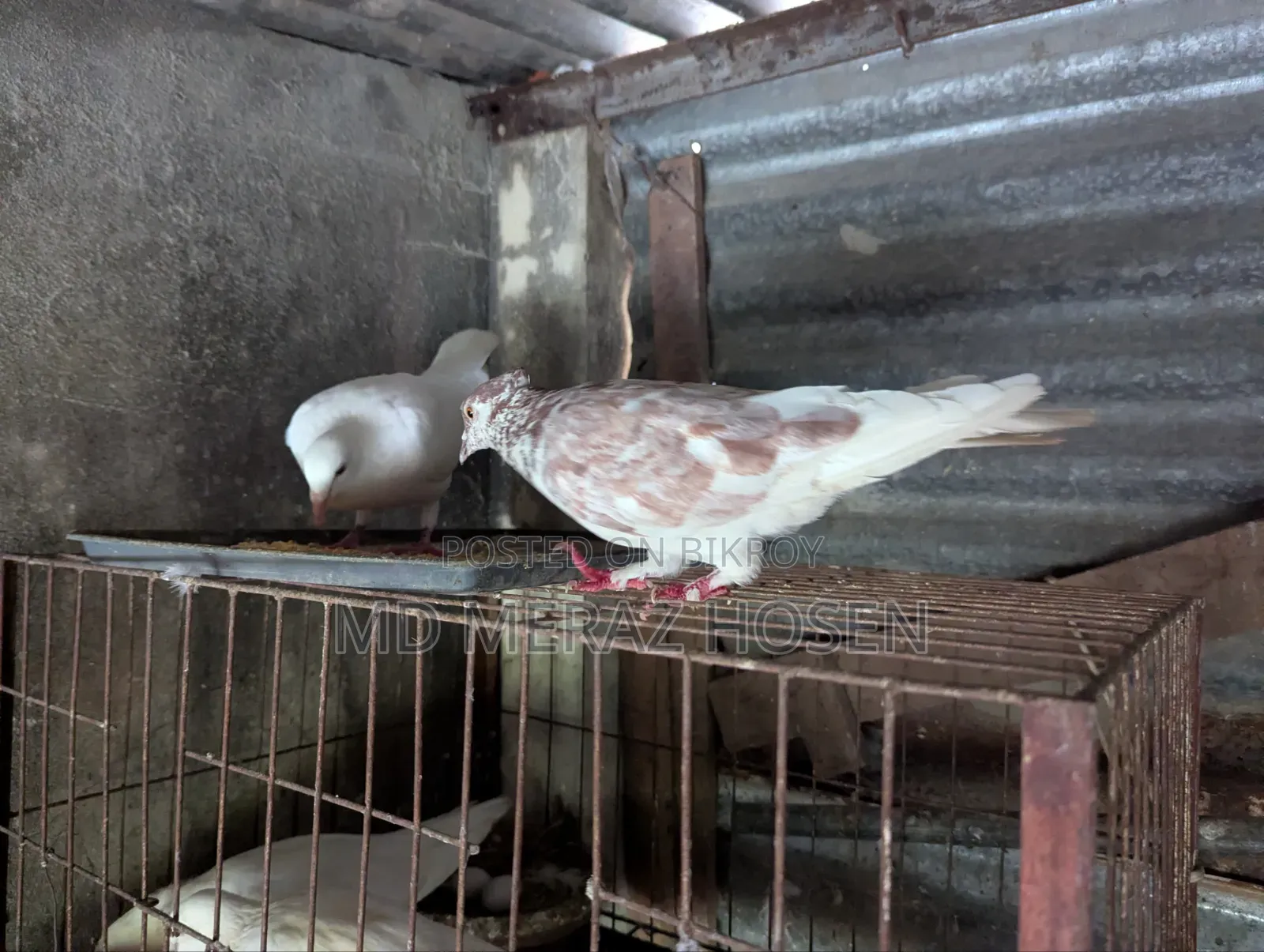 কবুতর বিক্রি