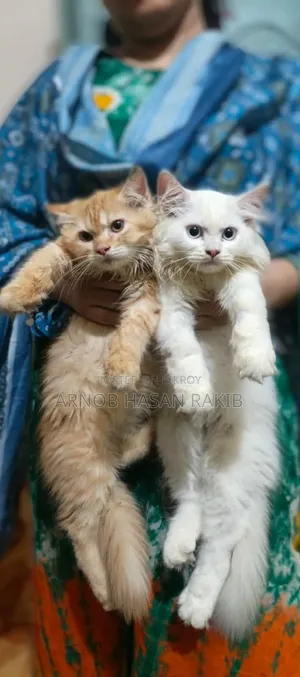 ১-৩ মাস বয়সী মেয়ে পিওর পারসিয়ান