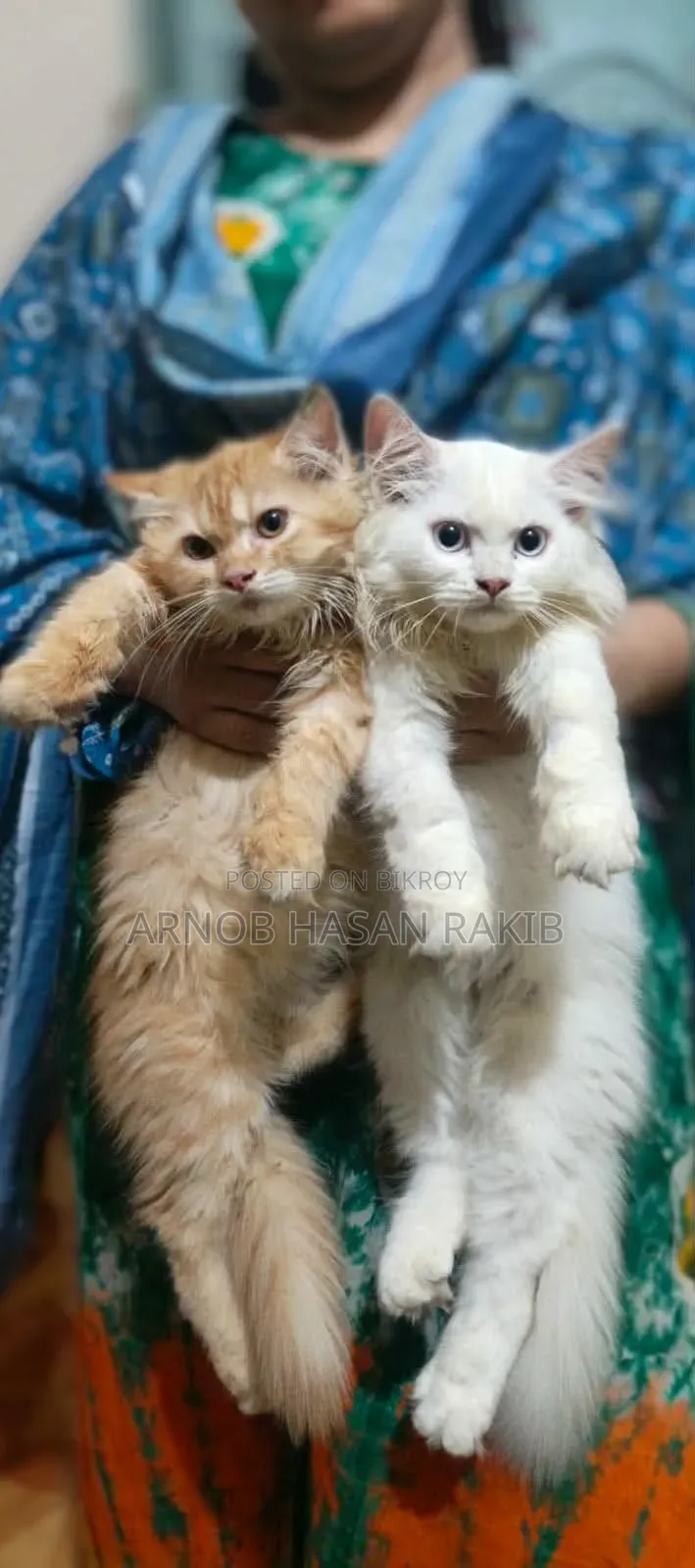 1-3 months Female Purebred Persian