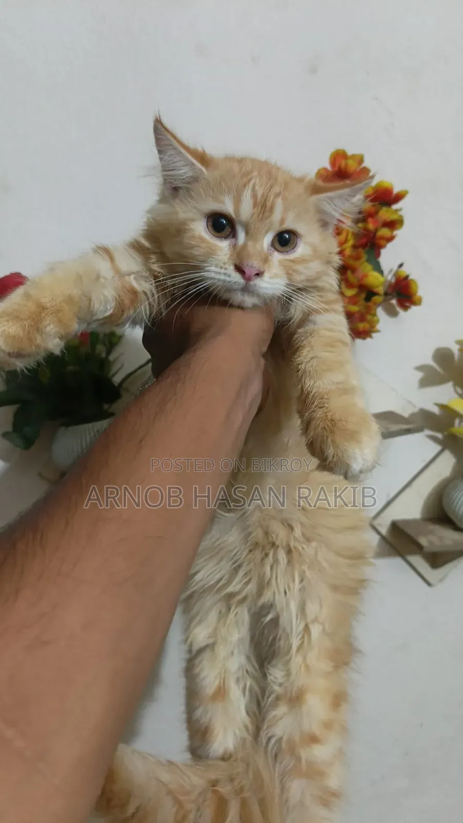 1-3 months Female Purebred Persian