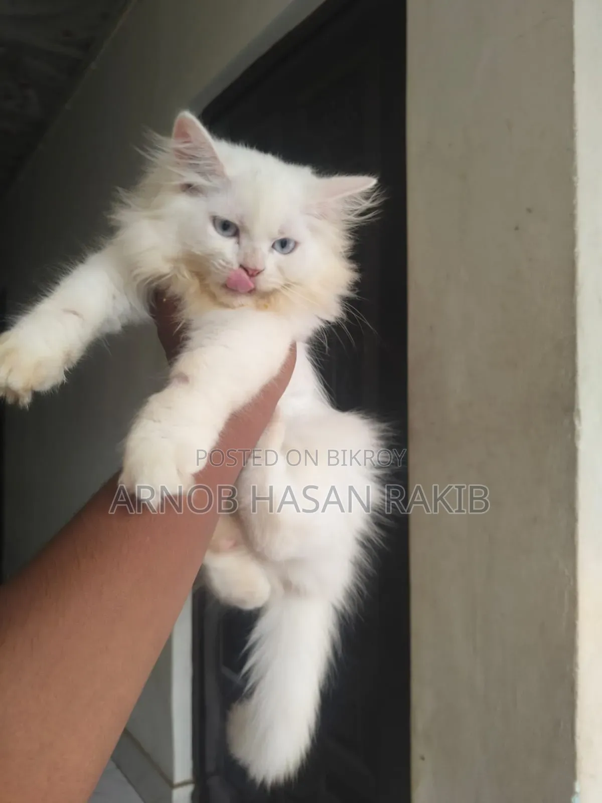 1-3 months Female Purebred Persian