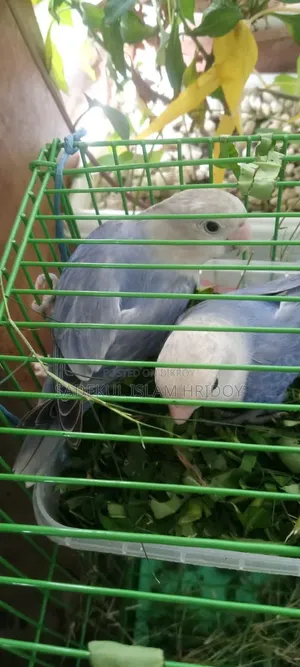 লাভবার্ডস পাখি বিক্রি করা হবে