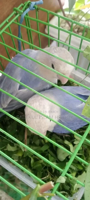 Lovebirds for sale