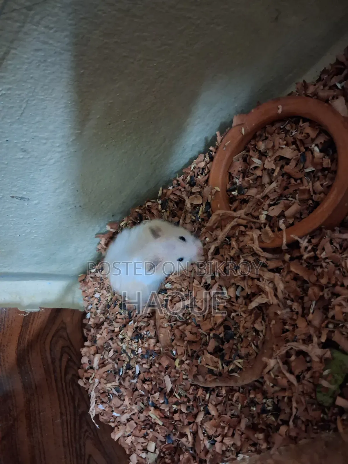 Hamster 2pis