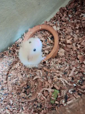 Hamster 2pis