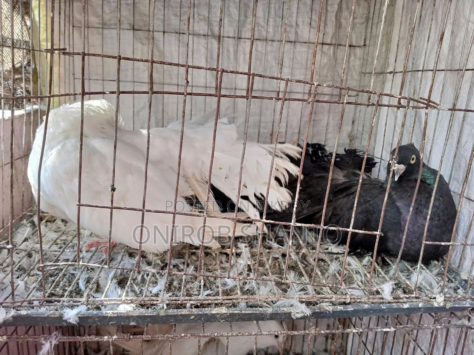 ৩ পিস লক্ষা কবুতর