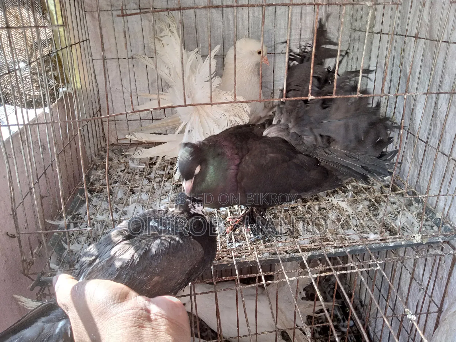 ৩ পিস লক্ষা কবুতর