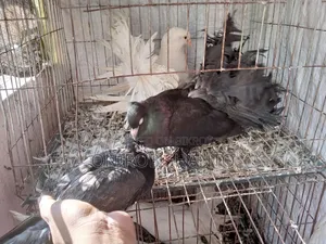 ৩ পিস লক্ষা কবুতর