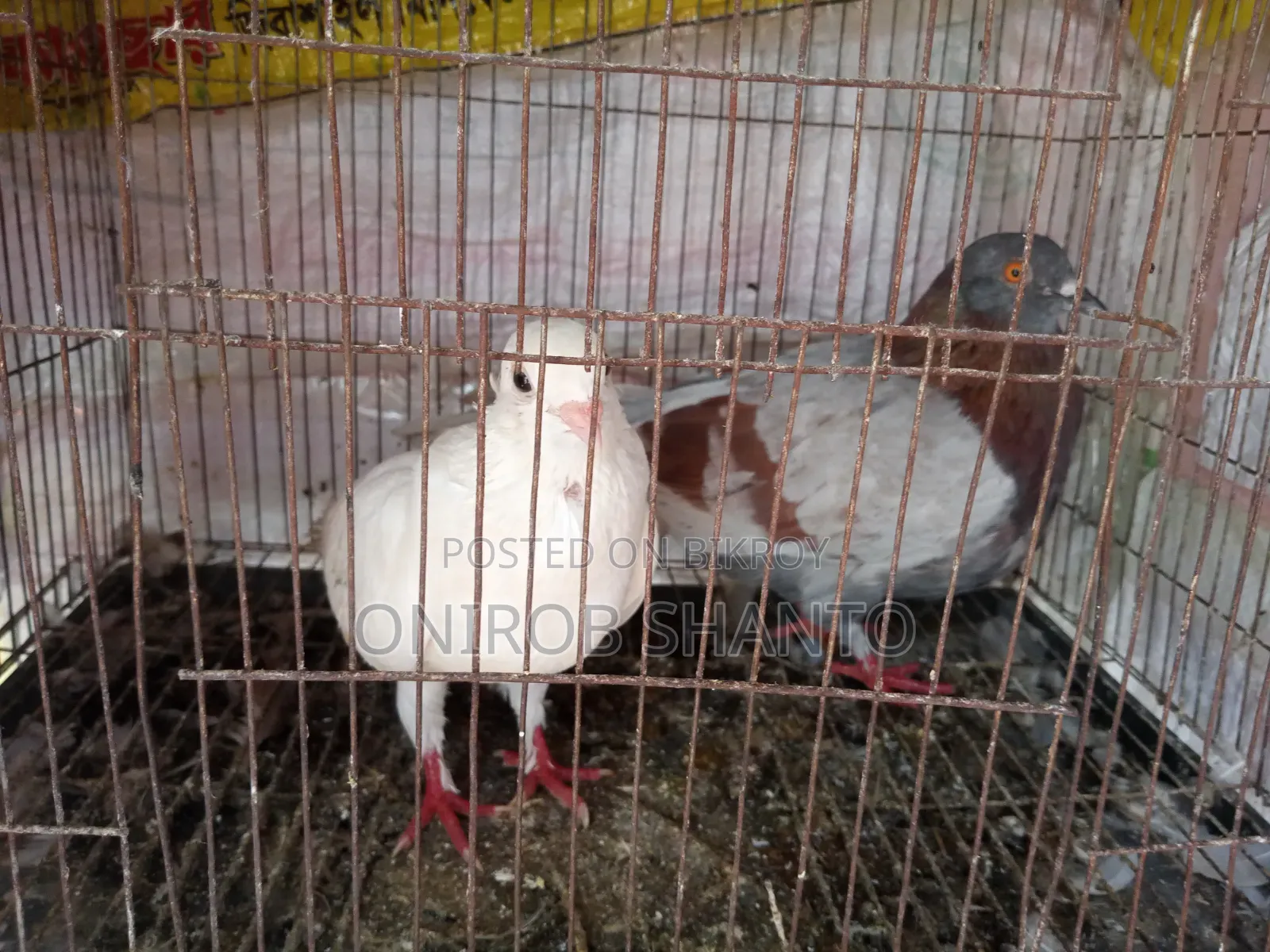 ১ জোড়া কবুতর