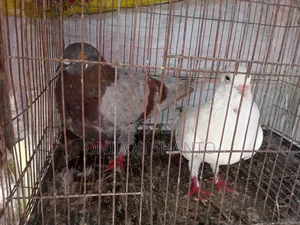 ১ জোড়া কবুতর