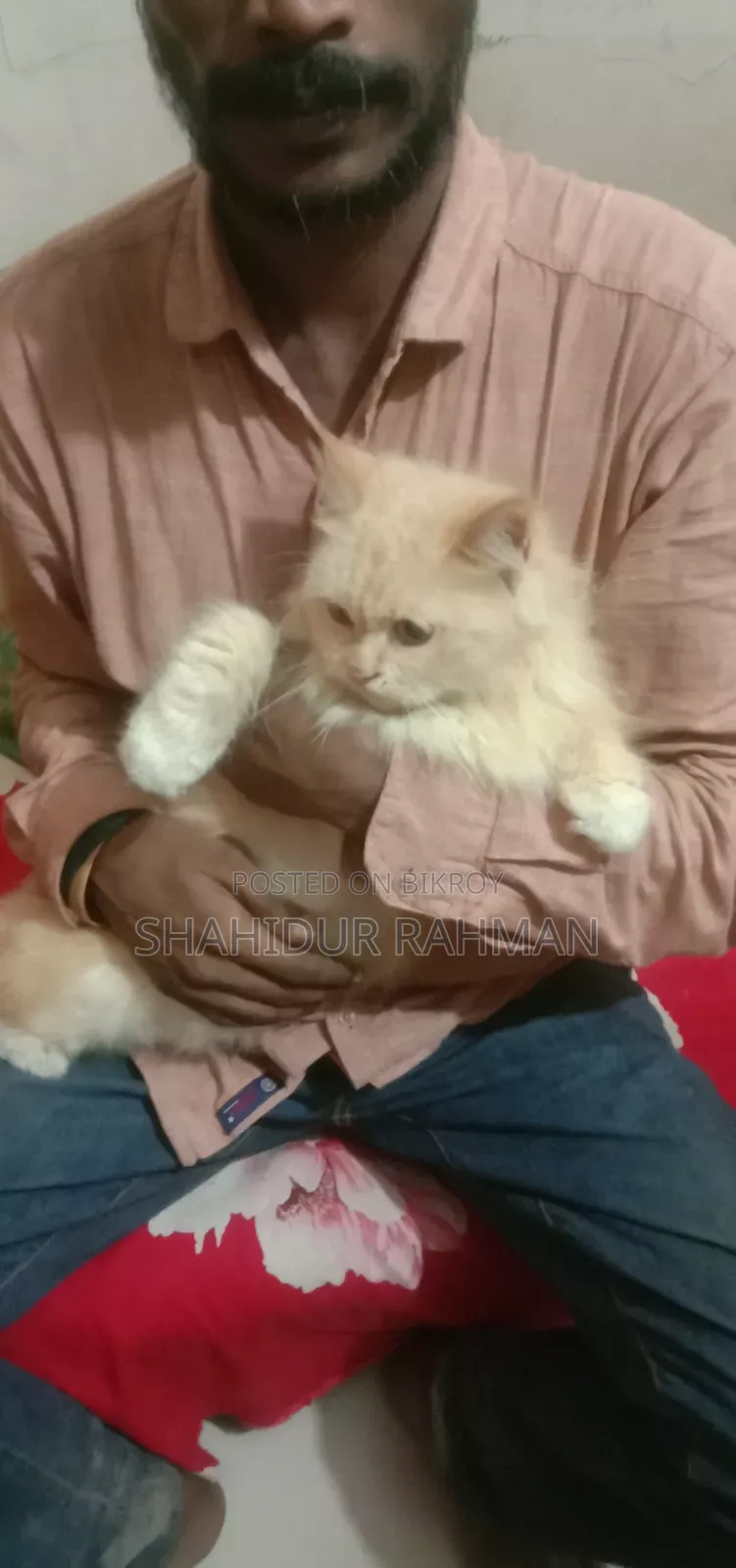 6-12 months Male Purebred Persian