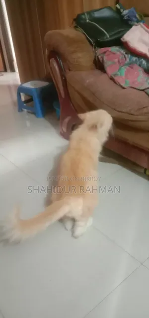 6-12 months Male Purebred Persian