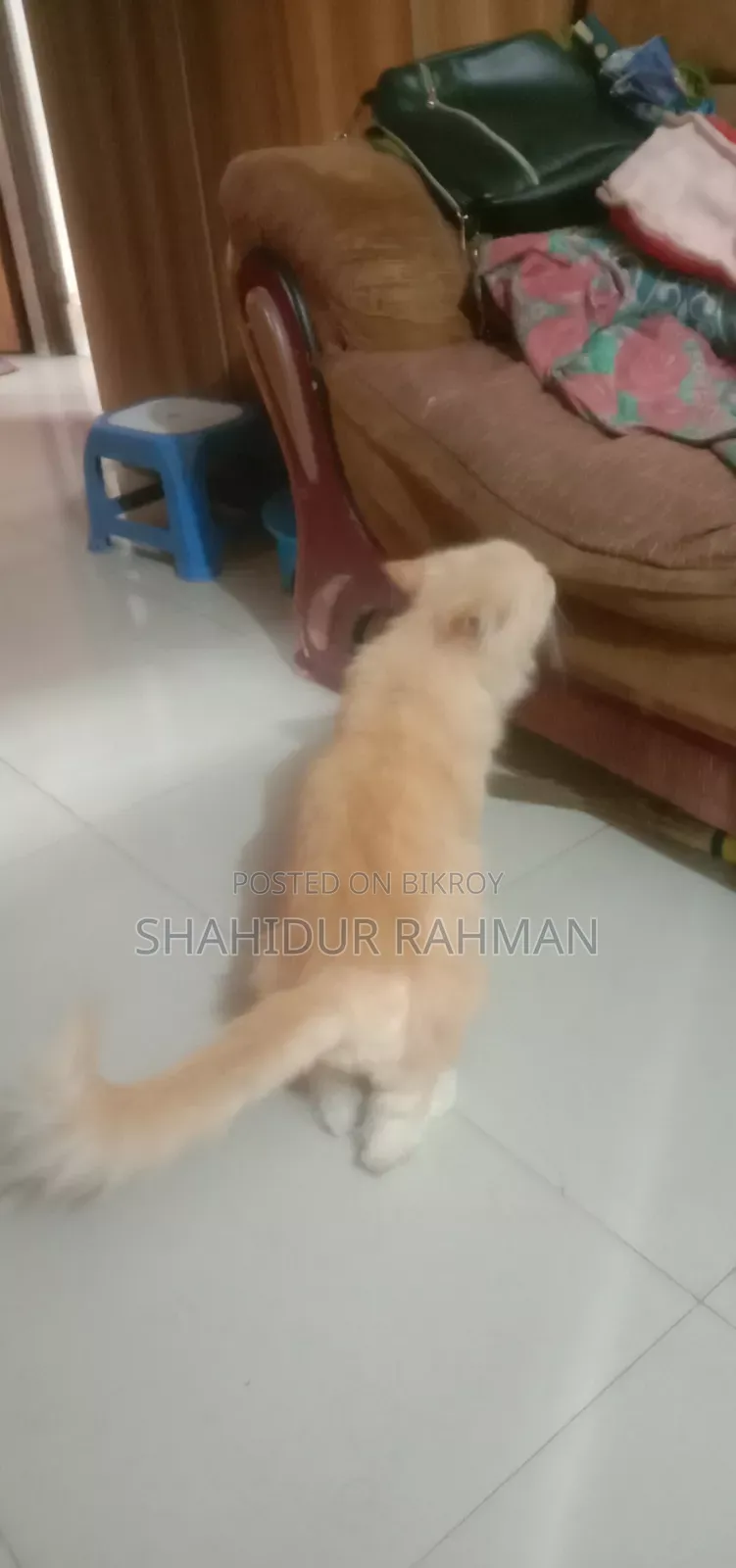 6-12 months Male Purebred Persian