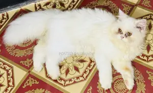 1-3 Months Female Purebred Persian