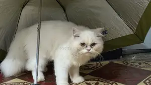 1-3 Months Female Purebred Persian