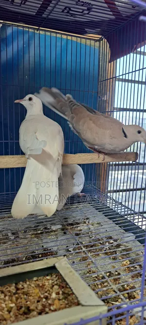 Australian Dove for Sale