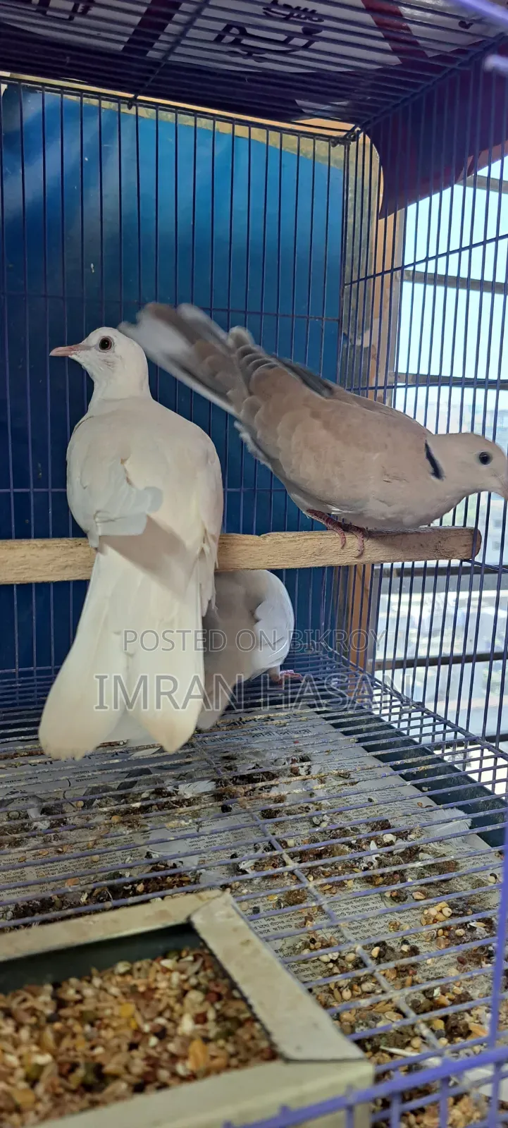 Australian Dove for Sale