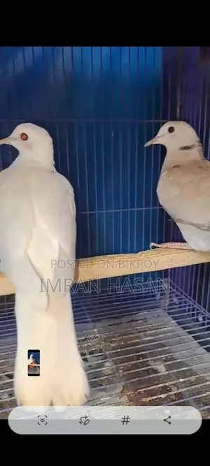 Australian Dove for Sale